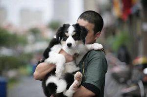 厦门的欧阳敢敢