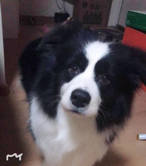 北京的闹弟